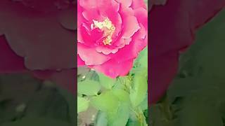 ফুল🥰🥰 shorts viral shortvideo trending flowers [upl. by Attenej606]