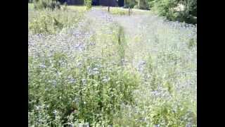 Phacelia  bee forage for pollen and nectar in a patch of phacelia [upl. by Lesak]