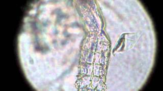 Canine demodex mite [upl. by Katalin907]