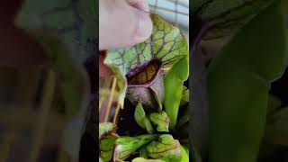 insides of my SARRACENIA PURPUREA PLANT [upl. by Adym]