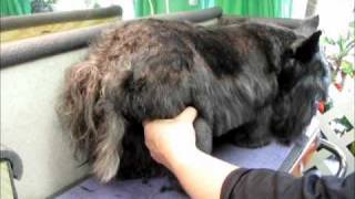 Dematting a Scottie [upl. by Stefania]