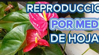 REPRODUCCION DE ANTURIOS POR MEDIO DE HOJAS🌱🌱😰 Y TRASPLANTE 🌺🪴 [upl. by Asoral]