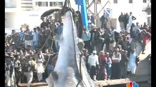 KARACHI BIG FISH REPORT MANSOOR AHMED EDIT BY AMIN AFRIDImp4 [upl. by Nais]