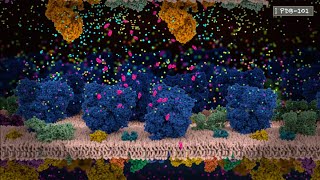 How Neurons Communicate An Introduction to Neurotransmission and Action Potential from PDB101 [upl. by Ilojna632]