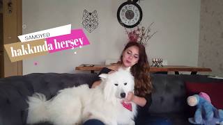 KÖPEĞİMLE TANIŞIN   Samoyed ırkı hakkında bilinmesi gereken herşey l BEYHAN amp TEDDY [upl. by Kingston543]