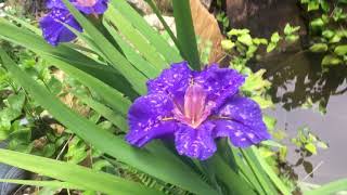 Growing Water iris  Beautiful and care free [upl. by Niall986]