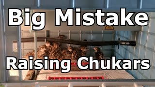 Big Mistake Raising Chukar Chicks [upl. by Weirick367]