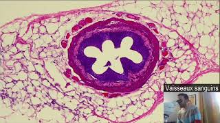 Histologie  Les vaisseaux sanguins [upl. by Blessington]