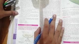 Superficial Fascia of Anterior Abdominal Wall Urdu Hindi [upl. by Ecile923]