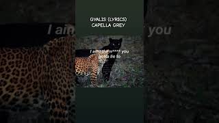 Gyalis  Capella Grey Lyrics lyrics song shorts shortsfeed capella capellagrey music [upl. by Nordna]