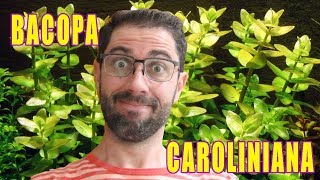 Como cuidar da planta Bacopa Caroliniana em aquário [upl. by Reni]