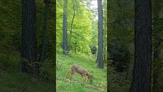 Chevrette et biches  Roe doe and red doe deer nature wildlife [upl. by Nnylcaj]