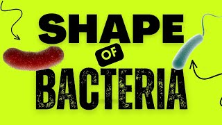 Shape of Bacteria  Gram Staining  Bacillus Coccus Vibrio Spirillum  Gram Negetive Gram Positive [upl. by Dnallor]