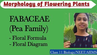 Fabaceae  Pea Family  Floral Formula and Diagram Morphology of Flowering PlantsClass 11 Biology [upl. by Erin]