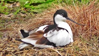 Avocet Nest at Paradise Park in Cornwall [upl. by Ydde412]