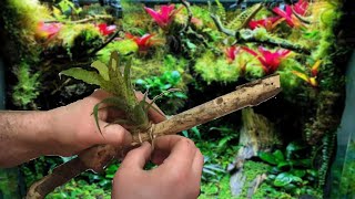 How I Mount Bromeliads to Wood for my Vivariums  Vriesea Fenestralis [upl. by Ettie689]