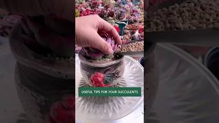 Useful tips for succulents 🪴 다육이들 plants succulent suculentas [upl. by Odracir162]