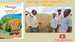 Omkar22 Research paddy Variety [upl. by Alleda]