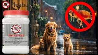 Does Fleabusters Work Against Fleas  Boric Acid VS Fleas [upl. by Pitchford]