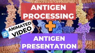 Antigen Processing and Presentation ANIMATION  Exogenous Pathway amp Endogenous Pathway [upl. by Mayne870]