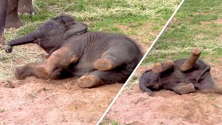 Baby Elephant takes a Dirt Bath [upl. by Alfonse]