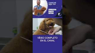 Corte asiático para un caniche toy rojo precioso usando máquina y tijeras de peluquería canina [upl. by Worlock294]