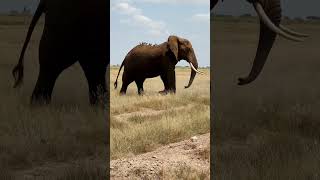 Amboseli National Park Kenya  Elephant  reels kenya wildlife elephant [upl. by Agostino]