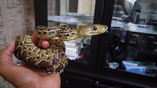 Young Cuban Boa  Epicrates Angulifer [upl. by Dolphin65]