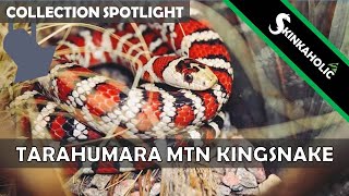 Tarahumara Mountain Kingsnake Collection Spotlight [upl. by Eenobe]