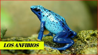 Los anfibios y sus característica  Animales Anfibios [upl. by Sandell]