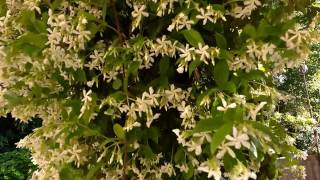 Trachelospermum jasminoidesfalso Gelsomino Gazebo medicinal plant [upl. by Placido]