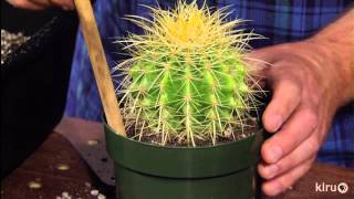 How to repot cacti amp succulentsJeff PavlatCentral Texas Gardener [upl. by Tedi]