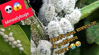 बिबारनि virus 💀😱Mealybugs islarygarden [upl. by Slaohcin259]