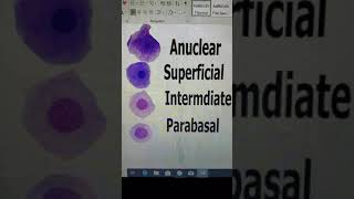 Task 13 Perform Cytologic Evaluation Collect Prepare and Evaluate Canine Vaginal Smears [upl. by Camel638]