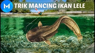 MANCING IKAN LELEKELI PASTI DAPAT GAN [upl. by Ama298]