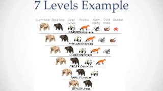 Classification and Taxonomy [upl. by Neemsaj]