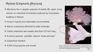 Phyla ectoprocta and Brachiopoda  BS Zoology Invertebrate Diversity [upl. by Alexis]