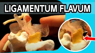 Ligamentum Flavum  The FIRST Dynamic Ligamentum Flavum Ever To Be Produced [upl. by Lainey]