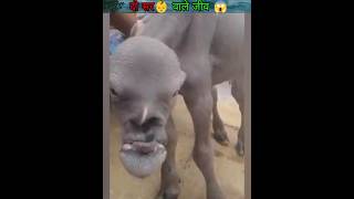 दो सर वाला जीव 😱  Two headed creature  shorts amazingfacts viralshorts [upl. by Linus809]