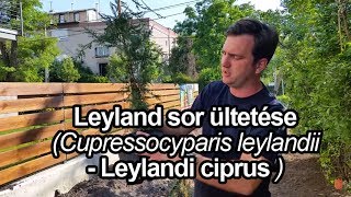 Leyland sor ültetése Leylandi ciprus  Cupressocyparis leylandii [upl. by Ecirehs]