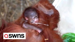 Beautiful moment orangutan introduces newborn baby to older son  SWNS [upl. by Olenka]