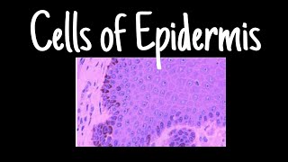 Cells of Epidermis  Dermatology  MisMedicine [upl. by Brewer175]