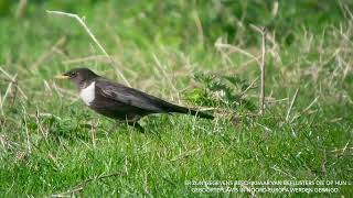 Spot on biodiversity  Voorjaar 2022  pleisterende Beflijster in SintDenijs [upl. by Doe]