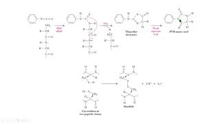 EDMAN disulfuro protein sequencing disulfide biochemistry bioquímica [upl. by Nnaitak37]