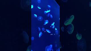 Wow😍😍 jellyfishes 😱😱🌹💋 travel trending jellyfish [upl. by Safir]