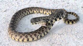 Bull Snake hissing [upl. by Geerts64]