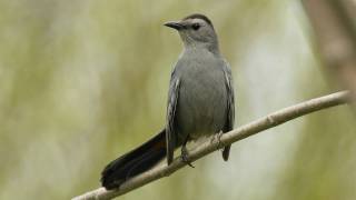 How Nature Works Catbird Mimicry [upl. by Janice]