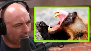 Joe Rogan Shares Crazy Baboon Stories [upl. by Eintruoc]