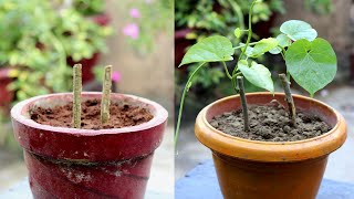 Grow This Plant To Save Your Family From Diseases  Best Medicinal Plant To Grow At Home [upl. by Nitin]