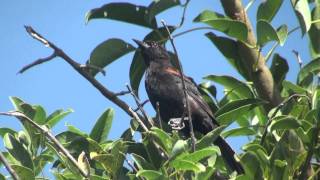 Boyerito Icterus cayanensis VOCES [upl. by Ludovick]